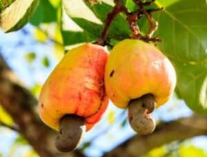 Kogi targets 150,000 metric tonnes of cashew in 2027